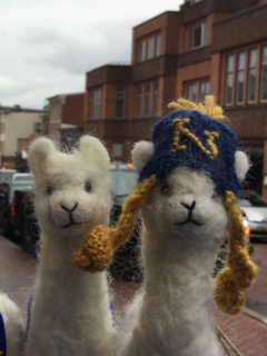 "Blue" The Navy Alpaquita